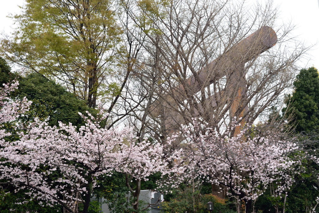 靖国神社の桜７