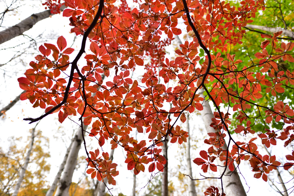 白樺に紅葉を