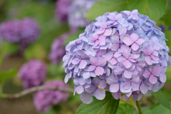 ムラサキ. . 紫陽花