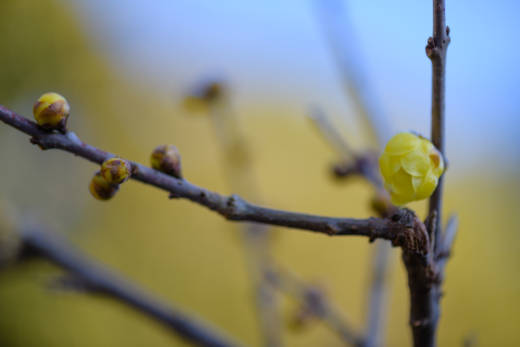 真冬を暖かくする花３