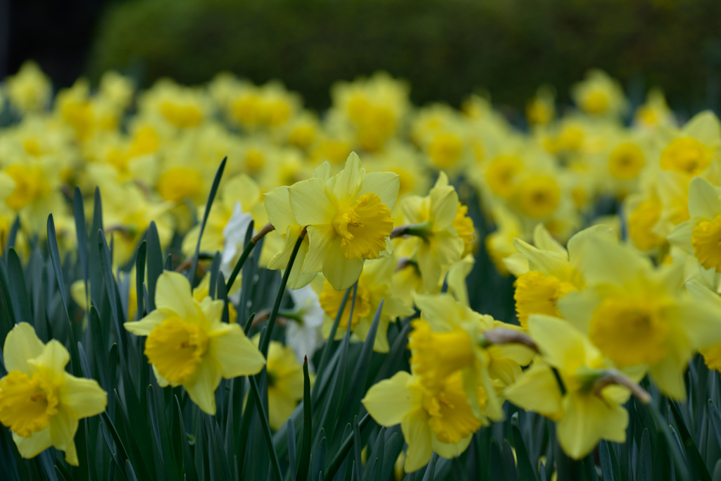 ようやく花のある公園で５