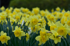 ようやく花のある公園で５