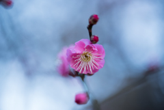 厳冬に咲く花〜紅梅１