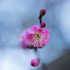 厳冬に咲く花〜紅梅１