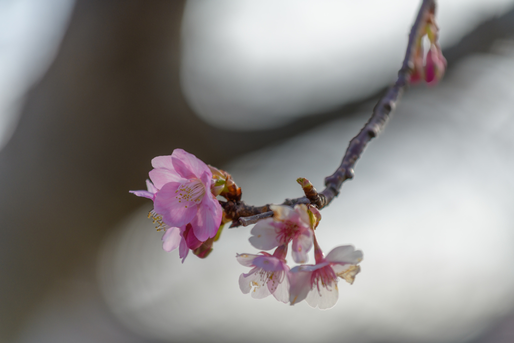 早く行き過ぎた河津桜まつり５