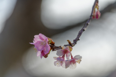 早く行き過ぎた河津桜まつり５