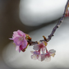 早く行き過ぎた河津桜まつり５