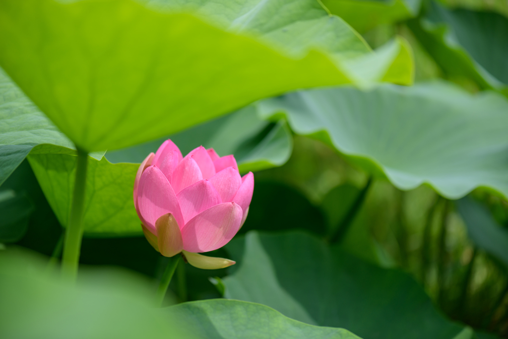 古代蓮（大賀蓮）の開花１