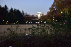 日比谷公園夕景４