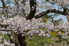 庭園の桜７