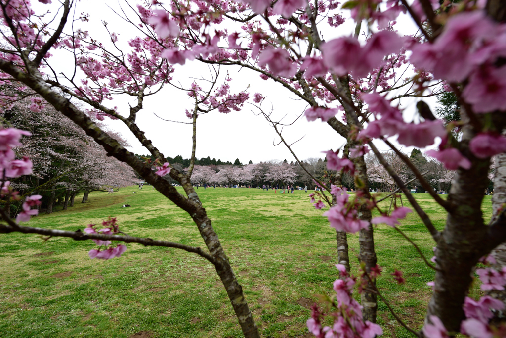 泉自然公園の桜６