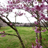 泉自然公園の桜６
