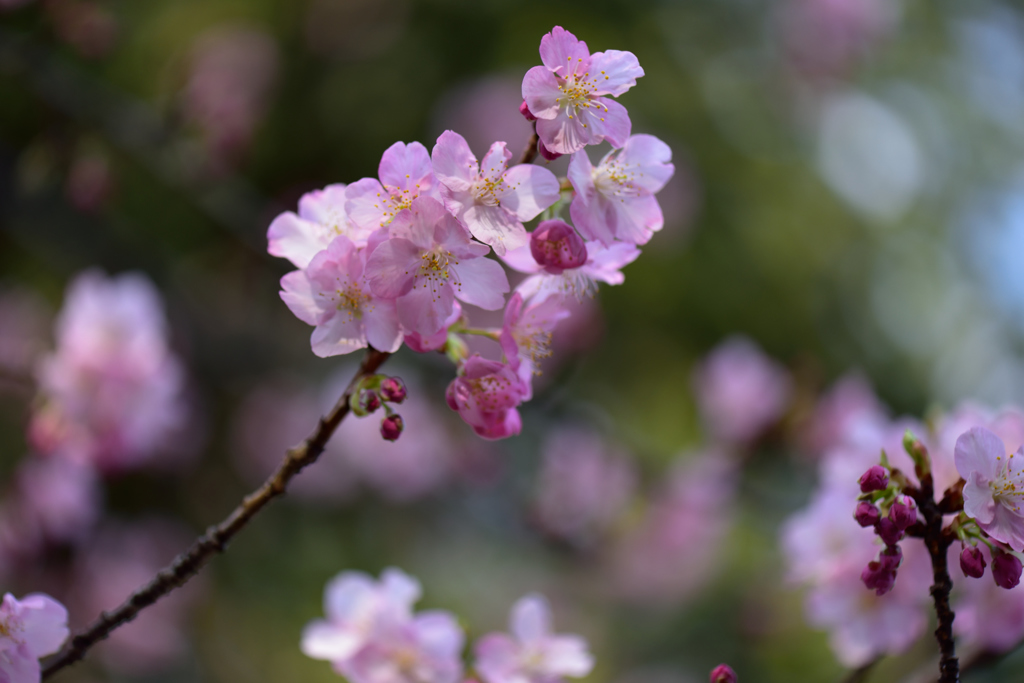 河津桜いろいろ２