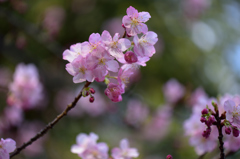 河津桜いろいろ２