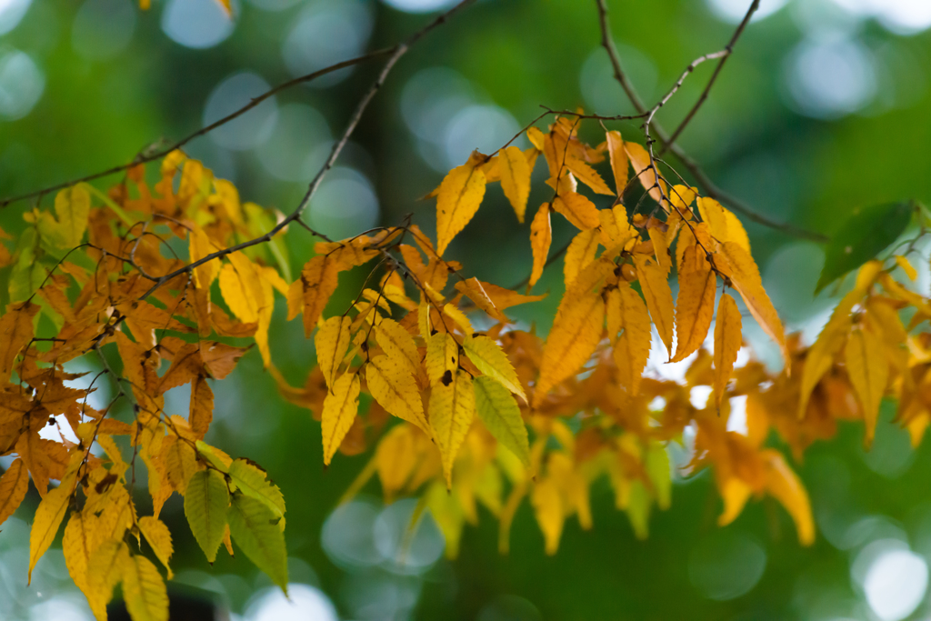 大神宮の紅葉１