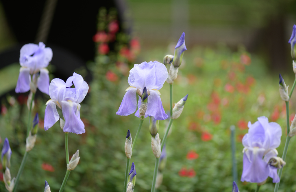 群れる花４