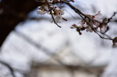猪鼻城公園の桜１