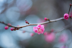 厳冬に咲く花〜紅梅２