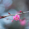 厳冬に咲く花〜紅梅２
