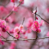 早春もよう６