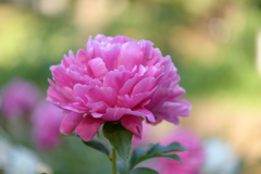 華のある花３
