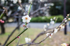 日比谷の白梅