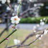 日比谷の白梅