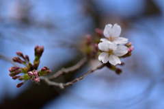 猪鼻城公園の桜２