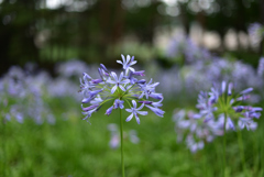 夏の青色の花