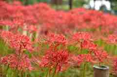 彼岸花盛りの千葉公園１