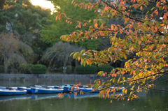 千葉公園の秋の深まり２