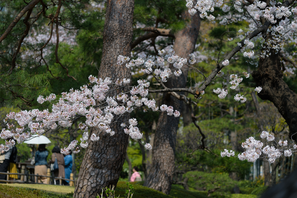 庭園の桜１