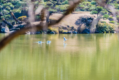 清澄庭園の鳥たち３