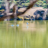 清澄庭園の鳥たち３