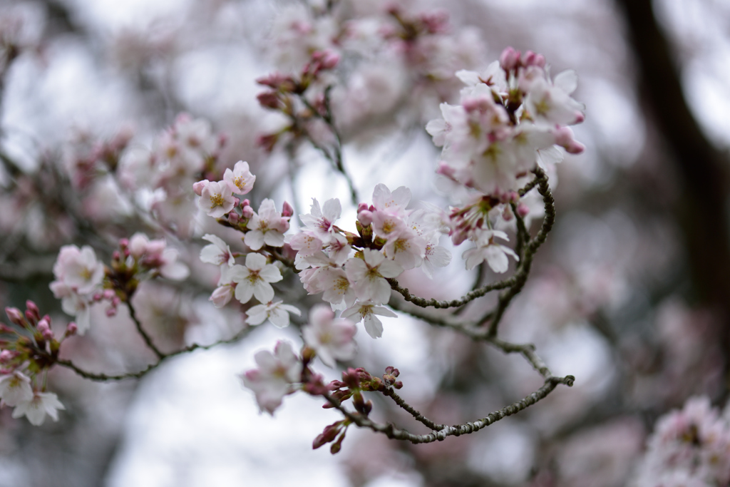 泉自然公園の桜１