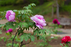 立てば芍薬、座れば牡丹６