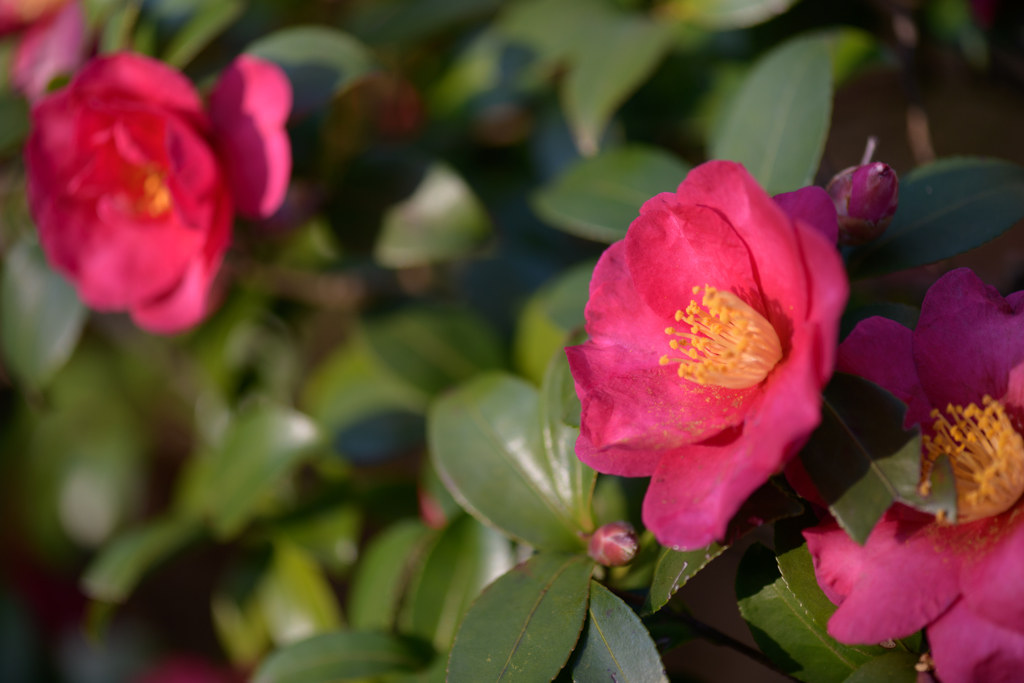 冬を彩る花４