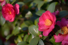 冬を彩る花４
