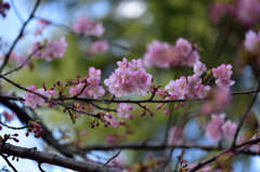 河津桜いろいろ１