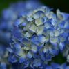 いろいろ・あじさい２