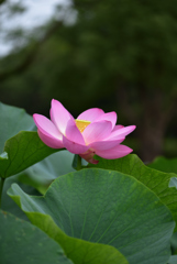 季節過ぎた蓮１
