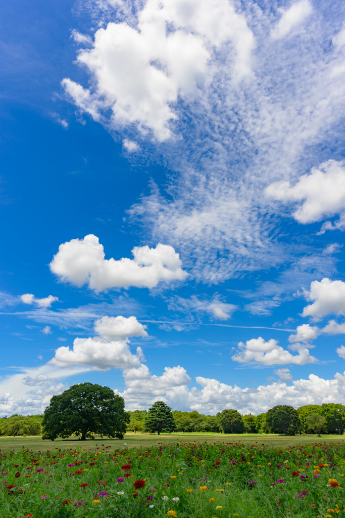 雄渾！夏空