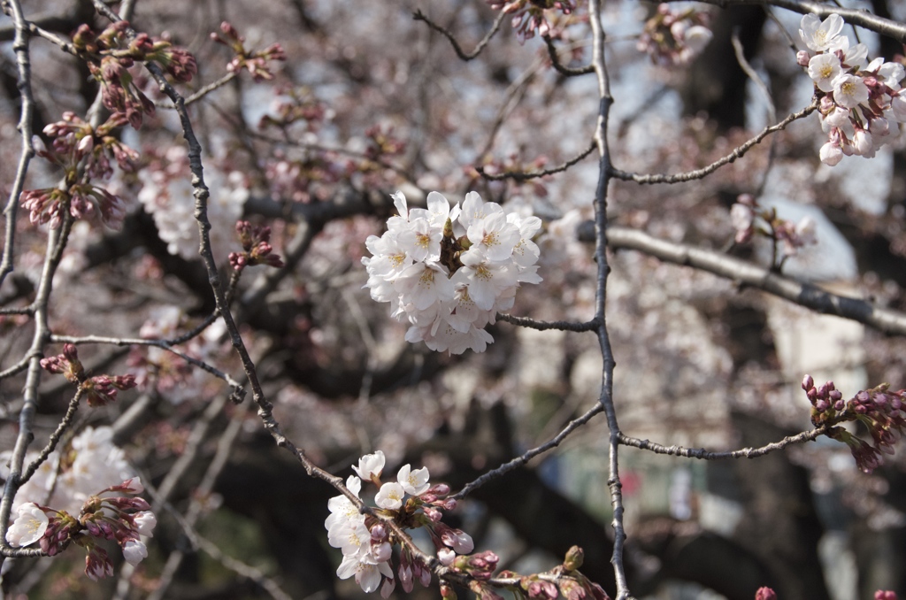 石神井川の桜