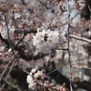 石神井川の桜