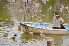 桜の下で