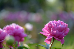 華のある花４