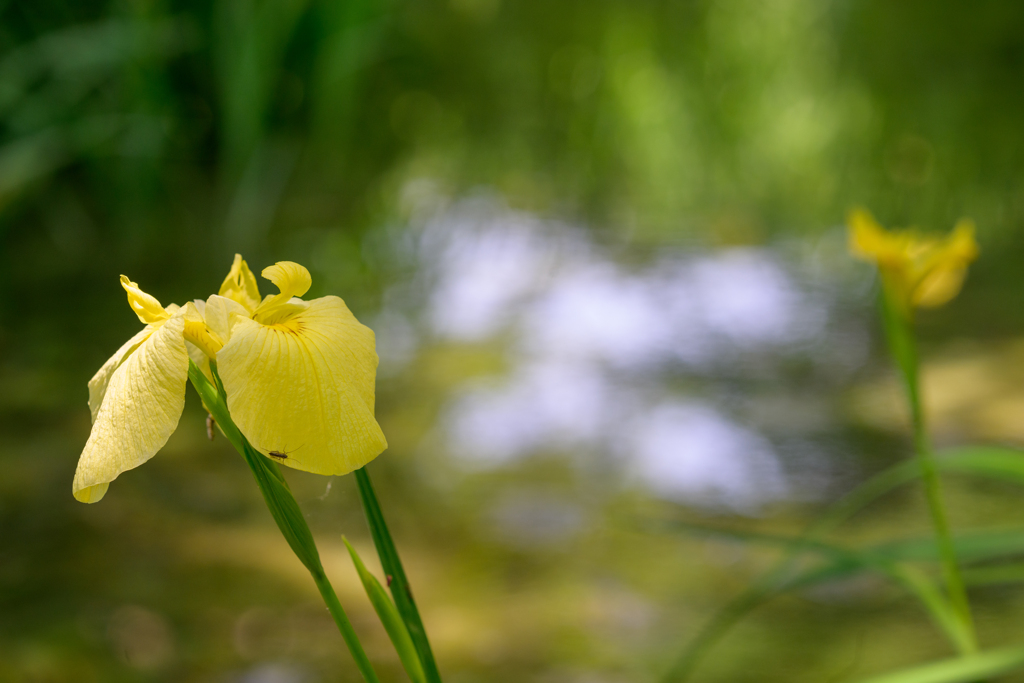 黄菖蒲の季節３