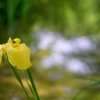黄菖蒲の季節３