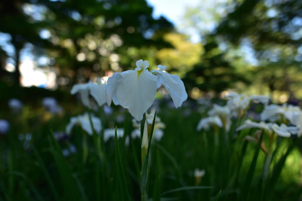白い花菖蒲