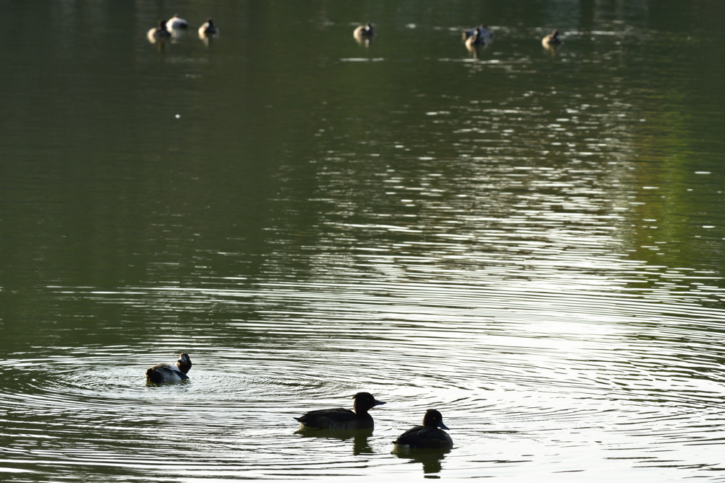 千葉公園の秋の鳥たち６